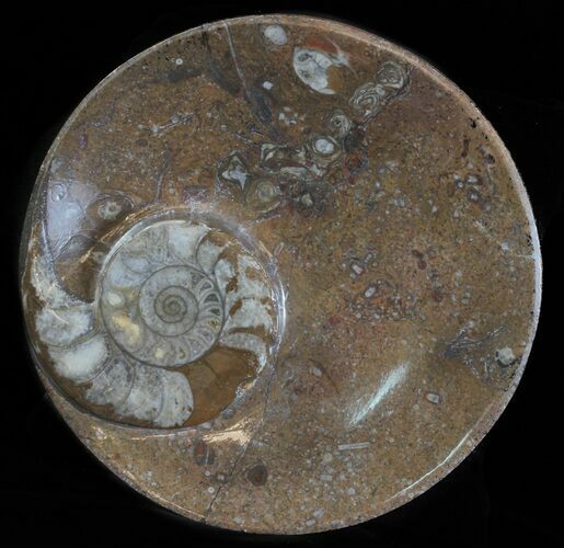 Fossil Orthoceras & Goniatite Plate - Stoneware #62468